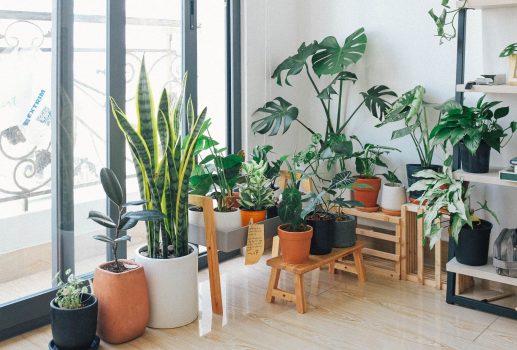 plantas para tu espacio